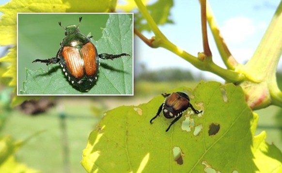 Grande photo: scarabée japonais sur de la vigne au Piémont. En haut à gauche: scarabée japonais affichant un comportement d’alerte typique.