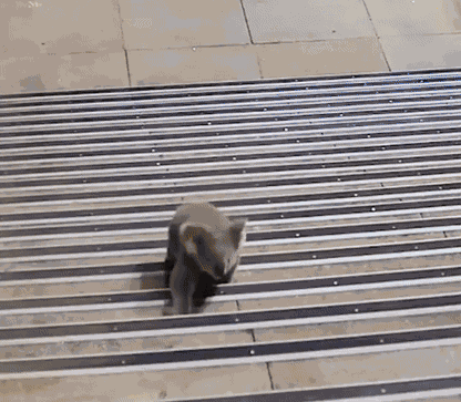 GIF animé