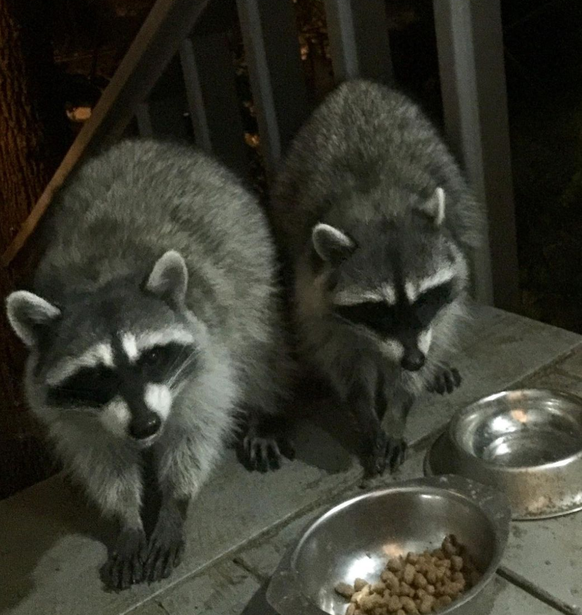 cute news tier raccoon waschbär

https://www.instagram.com/p/CpwnoCeuYdf/