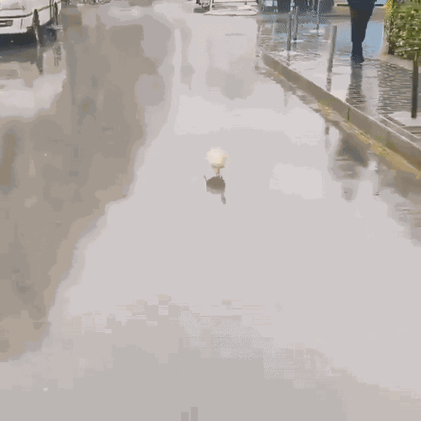 GIF animé