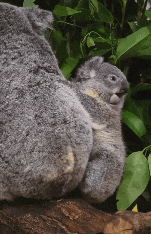 GIF animé