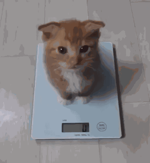 GIF animé