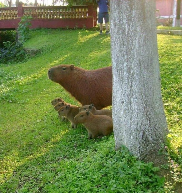 cute news tier capybara

https://www.reddit.com/r/capybara/comments/185nrs3/we_attack_at_dawn/