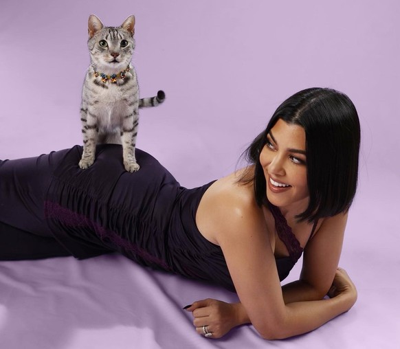 L'une des photos de la campagne publicitaire. On espère que le chat a été bien payé.