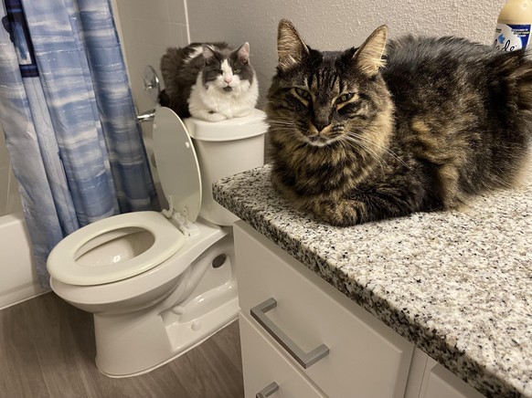 cute news tier katzen

https://www.reddit.com/r/cats/comments/1f8nlpc/we_go_where_you_go_human/