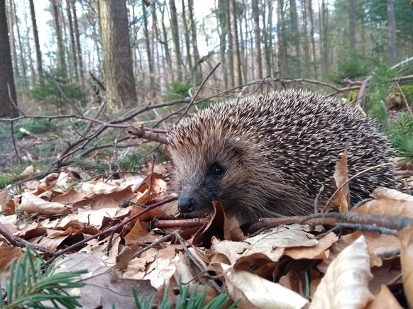 Un hérisson dans la forêt. @ FOUR PAWS