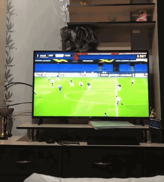 GIF animé