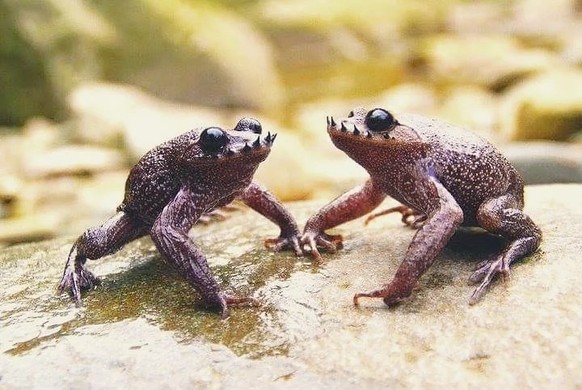 Leptobrachium boringii, gemeinhin bekannt als Emei-Schnurrbartkröte oder Taosze-Stachelkröte

https://www.reddit.com/r/AIDKE/comments/1r27i1t/1_animals_you_probably_didnt_know_exist_emei/