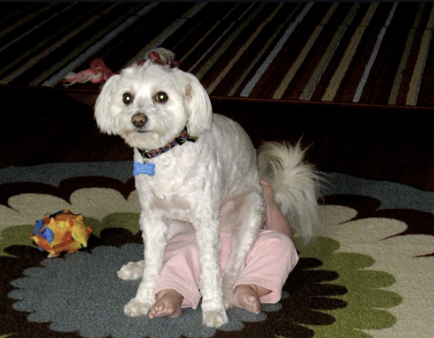 Die lustigsten Fails der Woche: Hund sitzt auf Kind