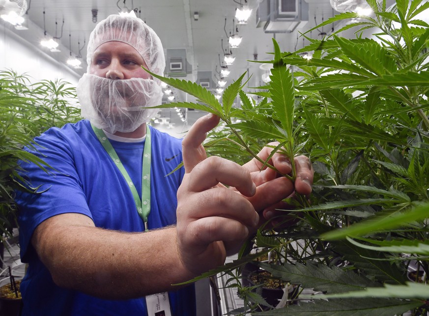 FILE �?? In this Aug. 22, 2019, file photo, Nate McDonald, General Manager of Curaleaf NY operations, talks about medical marijuana plants during a media tour of the Curaleaf medical cannabis cultivat ...