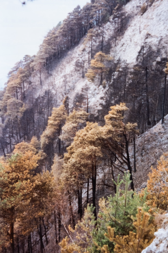 Le Bois de la Glaive après l'incendie de 1997.