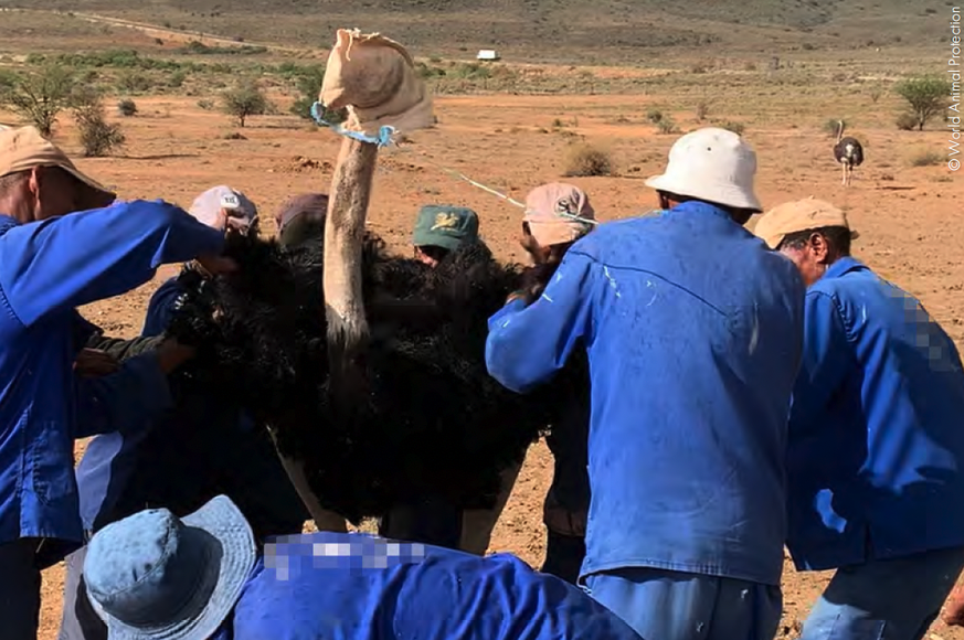 Des élevages d'autruches en Afrique du Sud utilisent des plumeuses mécaniques sur des oiseaux vivants.