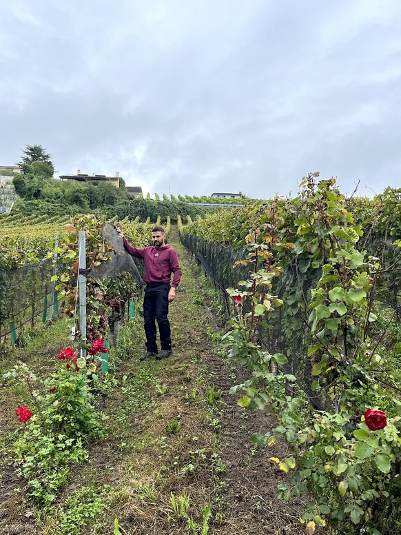 A l&#039;occasion de la Fête des vendanges, watson est allé à la rencontre de Fabrice Simonet, vigneron dans le Vully fribourgeois.