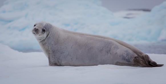 The crabeater seal Lobodon carcinophaga , also known as the krill-eater seal, is a true seal lying on the iceberg in Antarctic peninsula.
Krabenfresser Robbe