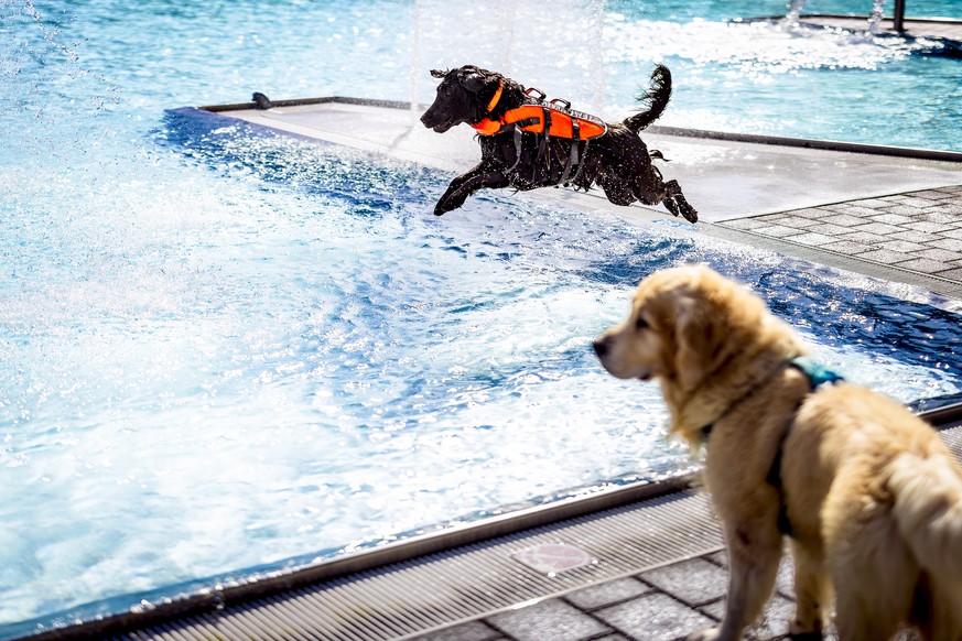 epa13251738 A dog named Onyx jumps into the water at the Toess public outdoor pool in Winterthur, Switzerland, 20 September 2026. The facility opens its chlorine-free pools to dogs for a one-day event ...
