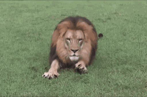 GIF animé