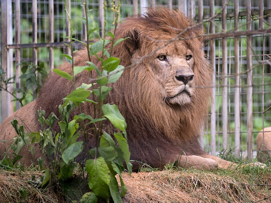 Le lion, la lionne et leurs deux petits ont été placés temporairement dans une cage le temps de récupérer le cadavre dans leur enclos (cliché symbolique/Keystone archives).