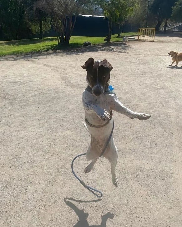 cute news iter hund

https://www.instagram.com/p/DIRAPOBCPfE/?img_index=10