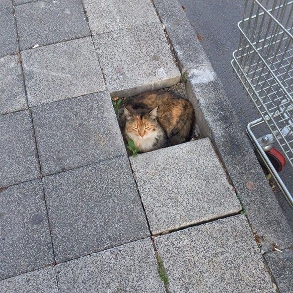 cute news tier katze

https://ch.pinterest.com/pin/1121888957198851789/