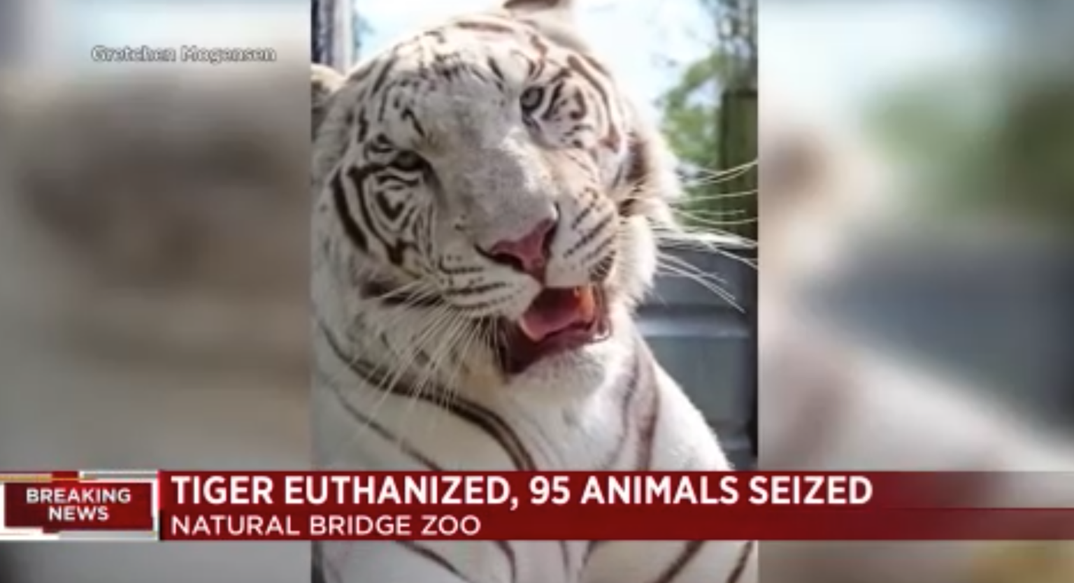 Voici le tigre qui a dû être euthanasié suite aux mauvais traitements subis.