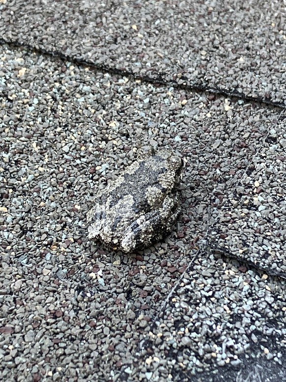 cute news tier frosch

https://www.reddit.com/r/frogs/comments/1362ntd/saw_this_froggo_when_i_looked_out_the_window_to/