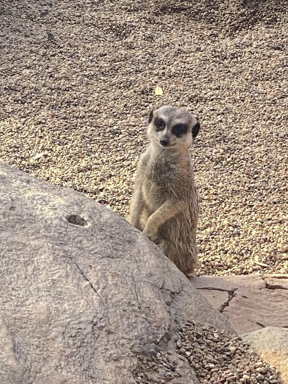 cute news animal tier erdmännchen

https://imgur.com/t/animal/s419O4g