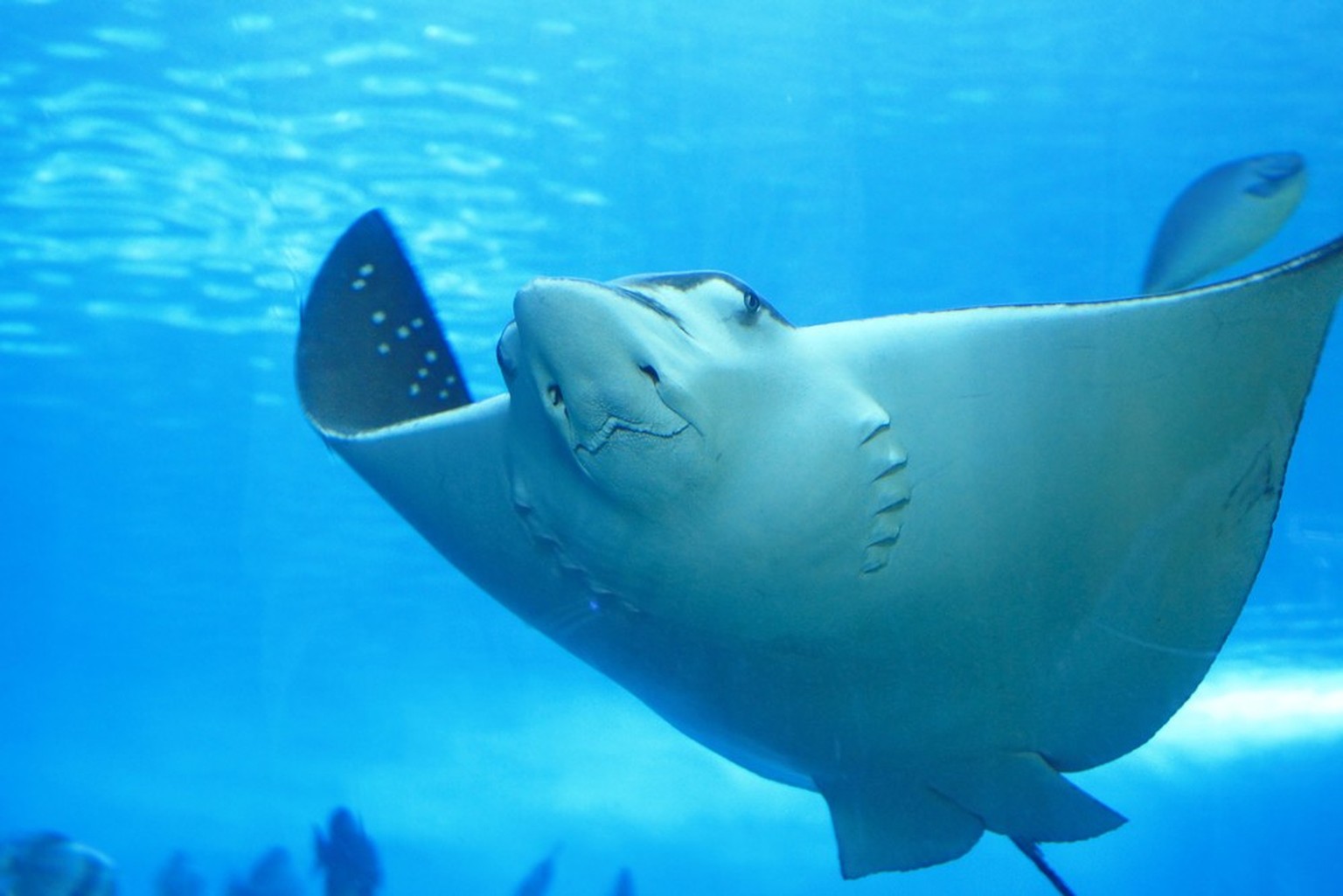 Stachelrochen stingray