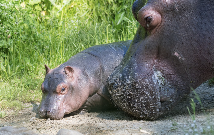 La petite femelle hippopotame Serena est née récemment au Zoo de Bâle
