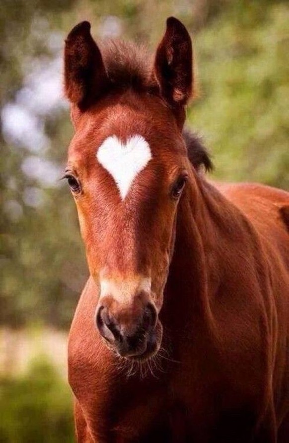 cute news tier pferd

https://www.pinterest.ch/pin/1121888957169340113/