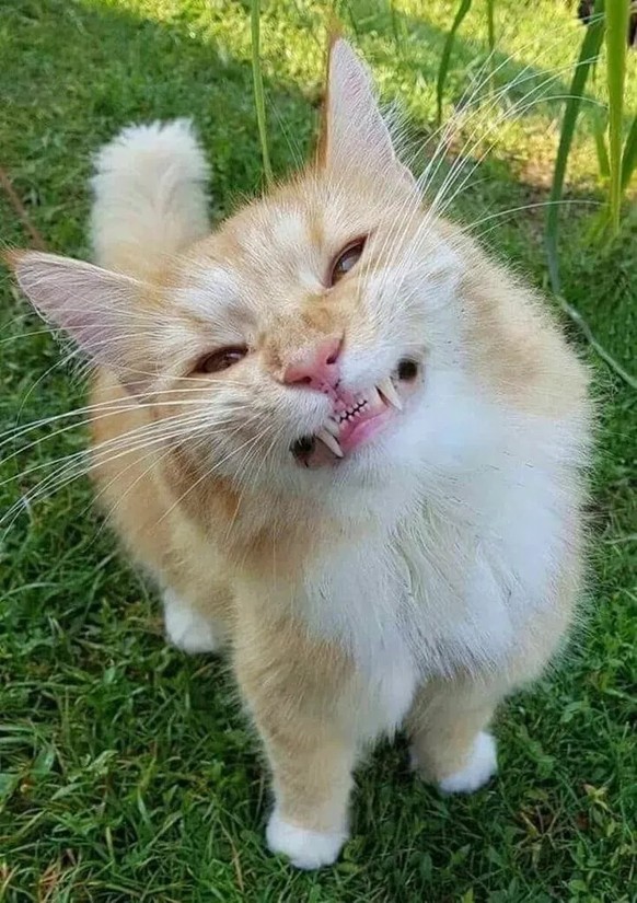 cute news tier katze

https://ch.pinterest.com/pin/452822937550008426/