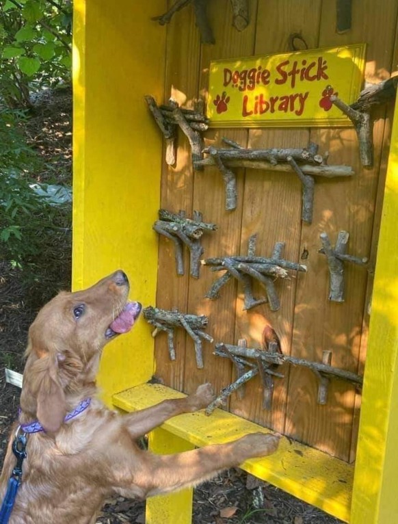 cute news animal tier hund dog

https://www.reddit.com/r/aww/comments/umj1t4/doggie_stick_library/