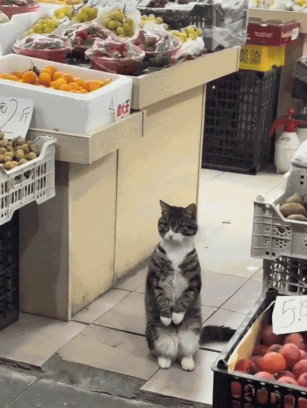GIF animé