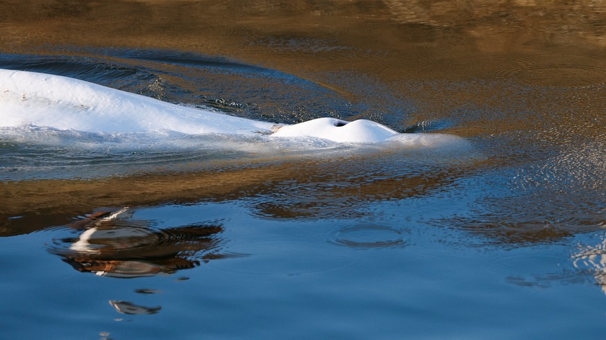 epa10113107 Beluga whale that strayed into France&#039;s Seine river swims near the Notre-Dame-de-la-Garenne lock-in Saint-Pierre-la-Garenne, France, 09 August 2022. The strayed whale was first spotte ...