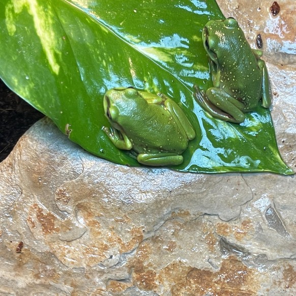 cute news tier frosch

https://www.reddit.com/r/frogs/comments/136hmcx/magnificent_tree_frogslitoria_splendida_babies/