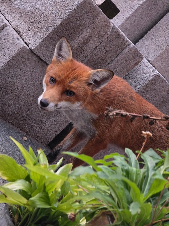 cute news tier fuchs

https://www.reddit.com/r/foxes/comments/1vvlso2/curious_beastie/