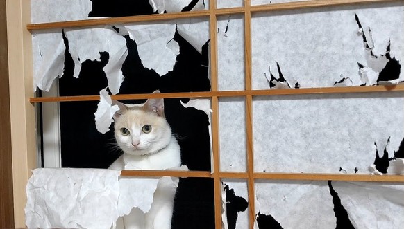 cute news tier katze

https://www.reddit.com/r/CatsBeingCats/comments/1dznyed/oh_hai_i_iz_making_de_origamies_dis_one_called/