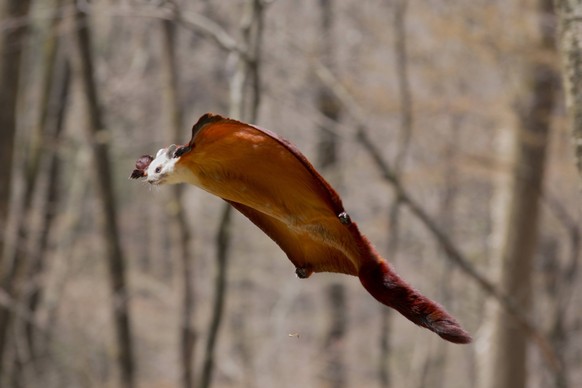 Red and White Giant Flying Squirrel (Petaurista alborufus) gliding, Foping Nature Reserve, Qinling Mountains, Shaanxi province, China. PUBLICATIONxINxGERxSUIxAUTxONLY 1466530 WillxBurrard-Lucas
Red a ...