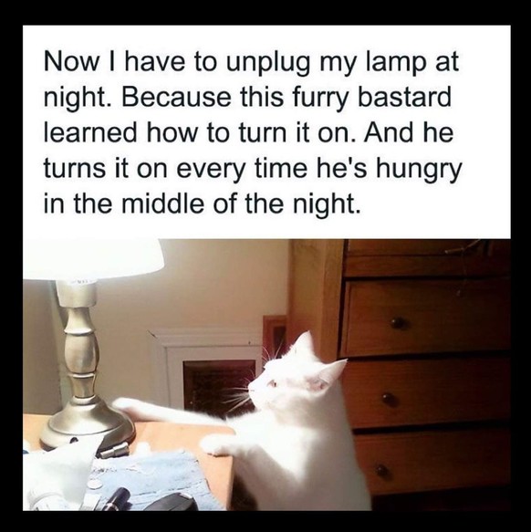 Je dois débrancher ma lampe la nuit parce que ce bâtard à fourrure a appris à l'allumer, et le fait à chaque fois qu'il a faim au milieu de la nuit.