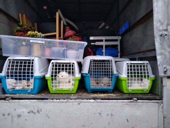 Dossenheim, Germany | 2012 - 2022 | Illegal puppy trade in Germany. Confiscation in Dossenheim, Dogs from Romania were too jung and had no vaccinations against rabies