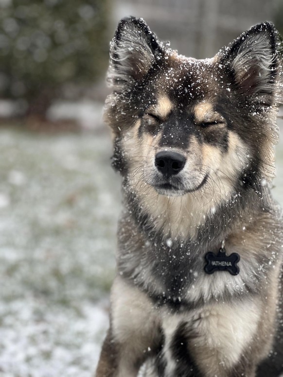 cute news tier hund

https://www.reddit.com/r/rarepuppers/comments/10enzjk/say_hi_to_athena_9_month_old_husky_mix_whos_lucky/