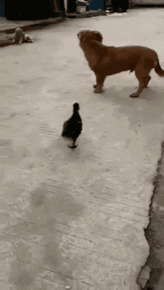 GIF animé