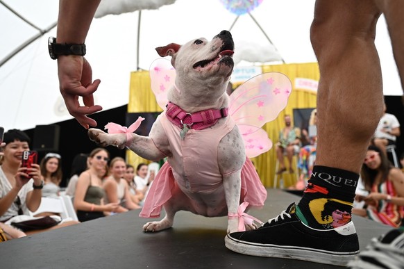 epa10476345 A dog in costume participates in the Doggywood Pageant dog show as part of Sydney WorldPride 2023 fair day in Sydney, Australia, 19 February 2023. (KEYSTONE/EPA/STEVEN SAPHORE) AUSTRALIA A ...