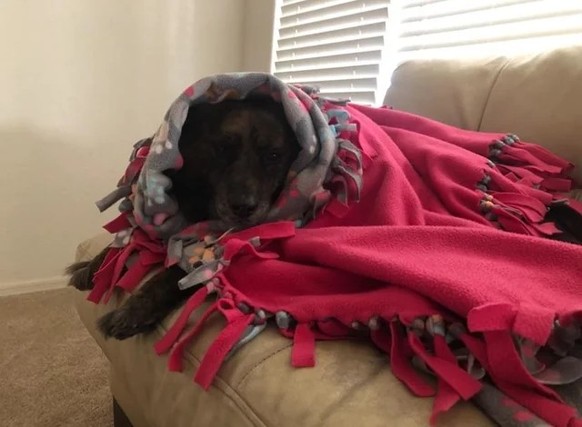 cute news tier hund

https://www.reddit.com/r/babushkadogs/comments/1nrtfuo/lilly_who_is_now_in_doggy_heaven_when_my_mom/