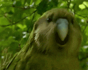 GIF animé