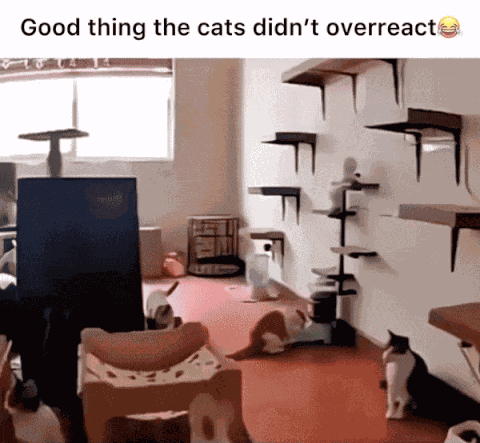 GIF animé