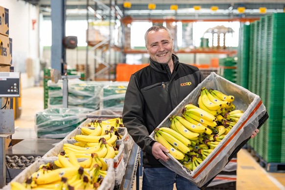 Betriebsleiter Daniel Stocker präsentiert, wie die gereiften Bananen schon bald in die Verteilzentralen ausgeliefert werden. Dans le centre de mûrissage de bananes de Coop à Kaiseraugst (AG)