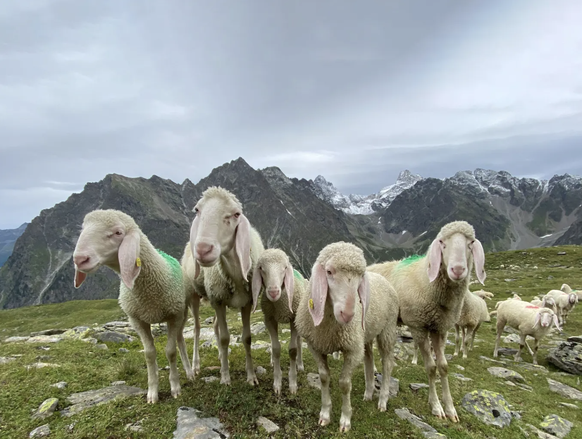 Des moutons entre Verpeilhütte et Mooskopf