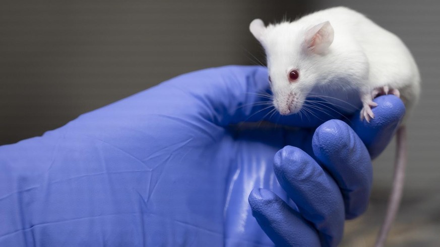 Un technicien montre une souris de laboratoire dans une animalerie d'un centre de recherche sur le cancer ce mardi 9 mars 2021 a Lausanne. Durant la session parlementaire du printemps 2021, l ...