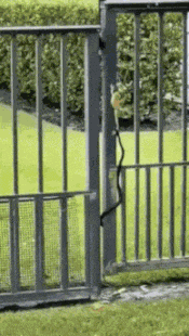 GIF animé