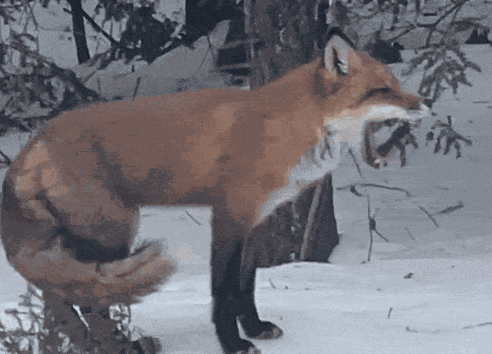 GIF animé